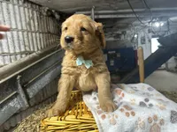 Rudy, a male Golden Retriever for sale in Athens, WI – Photo 8 of 10