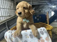 Rudy, a male Golden Retriever for sale in Athens, WI – Photo 4 of 10