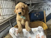 Rudy, a male Golden Retriever for sale in Athens, WI – Photo 10 of 10