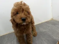 Rob, a female Cavapoo for sale in Athens, WI – 10 of 10