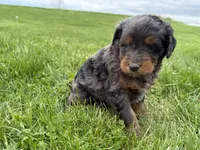 Dewey, a male Miniature Bernedoodle for sale in Athens, WI – 10 of 10