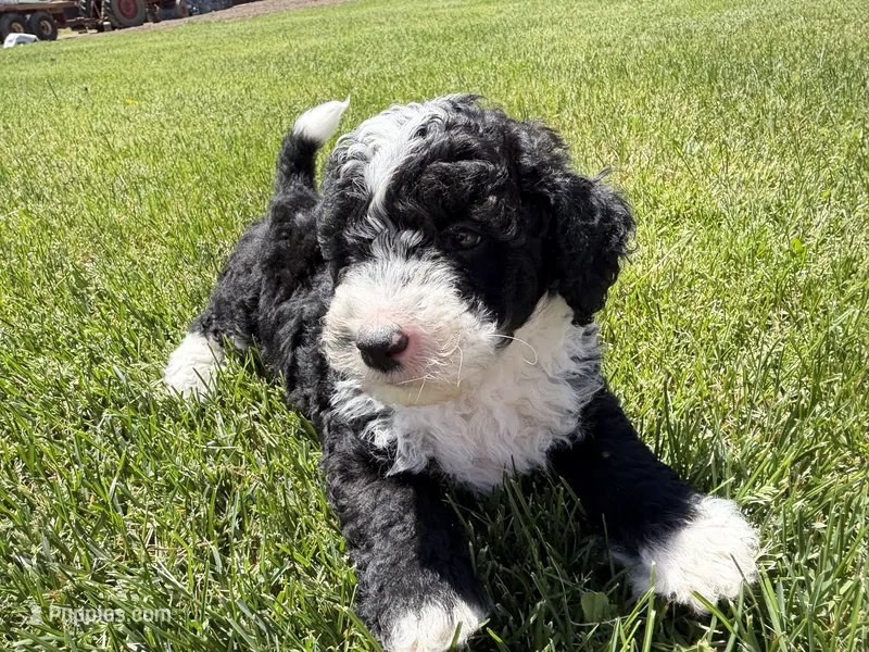 Huey – Miniature Bernedoodle puppy for sale in Athens, WI