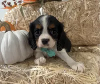 Cliff, a male Cavalier King Charles Spaniel for sale in Athens, WI – 5 of 10