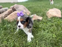 Lizzy, a female Cavalier King Charles Spaniel for sale in Athens, WI – 7 of 10
