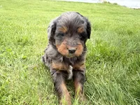 Dewey, a male Miniature Bernedoodle for sale in Athens, WI – 7 of 10