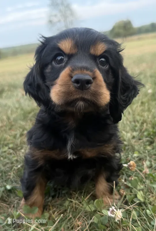 Henry – Cocker Spaniel puppy for sale in Athens, WI
