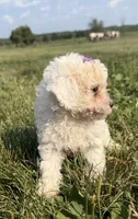 Eve, a female Poodle - Toy  for sale in Athens, WI – 5 of 10