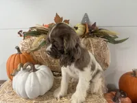 AKC Willow, a female Cocker Spaniel for sale in Athens, WI – 4 of 10