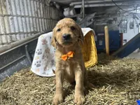 Roman, a male Golden Retriever for sale in Athens, WI – Photo 7 of 10