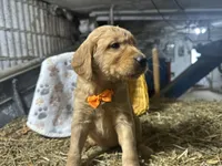 Roman, a male Golden Retriever for sale in Athens, WI – Photo 9 of 10