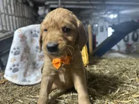 Roman, a male Golden Retriever for sale in Athens, WI – Photo 3 of 10