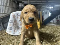 Roman, a male Golden Retriever for sale in Athens, WI – Photo 10 of 10