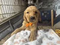 Roman, a male Golden Retriever for sale in Athens, WI – Photo 4 of 10