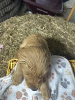 Roman, a male Golden Retriever for sale in Athens, WI – Photo 5 of 10