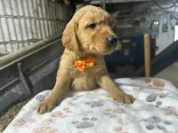 Roman, a male Golden Retriever for sale in Athens, WI – Photo 2 of 10