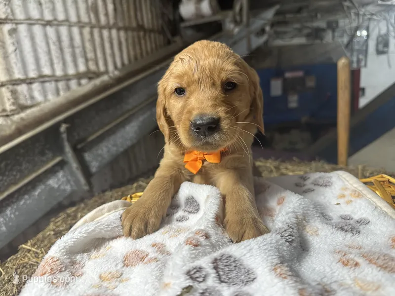 Roman – Golden Retriever puppy for sale in Athens, WI