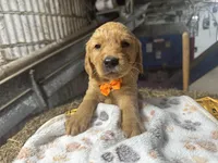 Roman, a male Golden Retriever for sale in Athens, WI – Photo 6 of 10