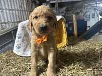 Roman, a male Golden Retriever for sale in Athens, WI – Photo 8 of 10
