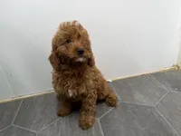 Rob, a female Cavapoo for sale in Athens, WI – 9 of 10