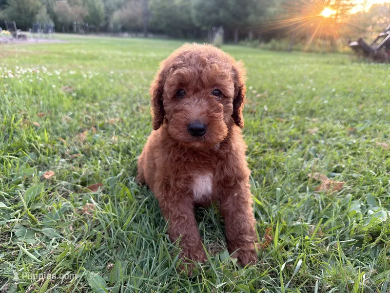 Champion – Miniature Goldendoodle puppy for sale in Athens, WI