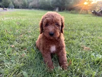 Champion, a male Miniature Goldendoodle for sale in Athens, WI – 1 of 10