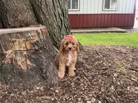 Susie, a female Cavapoo for sale in Athens, WI – 6 of 10