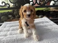 Ernie, a male Cavapoo for sale in Athens, WI – 6 of 10
