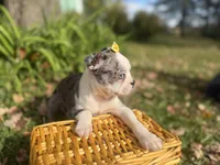 Priscilla, a female Boston Terrier for sale in Athens, WI – 3 of 10