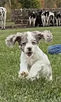 AKC Winnie, a female Cocker Spaniel for sale in Athens, WI – 3 of 10