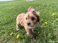 Elane, a female Cavapoo for sale in Athens, WI – 5 of 10