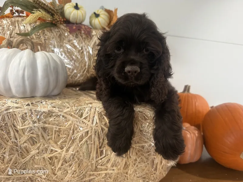 AKC Maverick  – Cocker Spaniel puppy for sale in Athens, WI