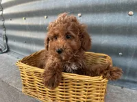 Peterson, a male Poodle - Miniature  for sale in Athens, WI – Photo 3 of 10