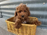 Peterson, a male Poodle - Miniature  for sale in Athens, WI – Photo 5 of 10