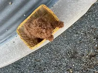 Peterson, a male Poodle - Miniature  for sale in Athens, WI – Photo 10 of 10