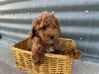 Peterson, a male Poodle - Miniature  for sale in Athens, WI – Photo 4 of 10