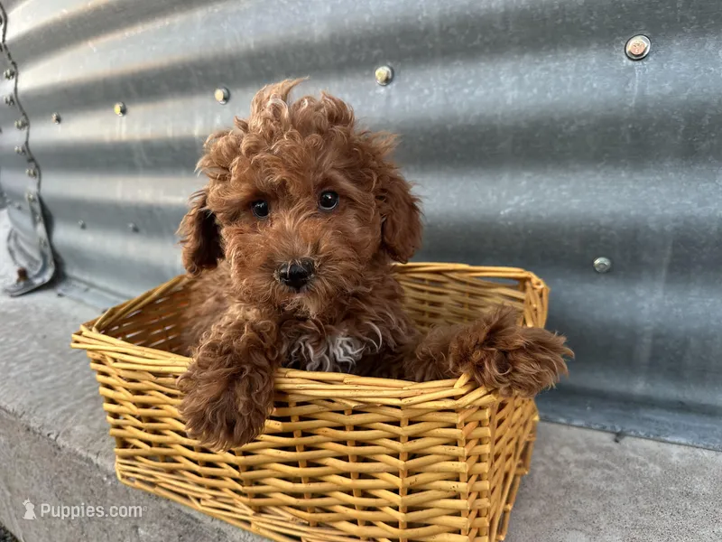 Peterson – Poodle - Miniature  puppy for sale in Athens, WI