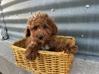 Peterson, a male Poodle - Miniature  for sale in Athens, WI – Photo 1 of 10