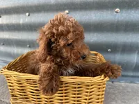 Peterson, a male Poodle - Miniature  for sale in Athens, WI – Photo 6 of 10
