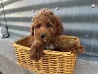 Peterson, a male Poodle - Miniature  for sale in Athens, WI – Photo 7 of 10