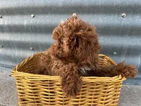 Peterson, a male Poodle - Miniature  for sale in Athens, WI – Photo 8 of 10