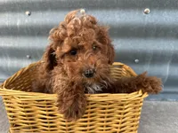 Peterson, a male Poodle - Miniature  for sale in Athens, WI – Photo 9 of 10