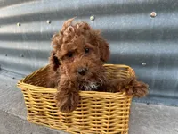 Peterson, a male Poodle - Miniature  for sale in Athens, WI – Photo 2 of 10