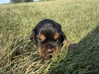 Henry, a female Cocker Spaniel for sale in Athens, WI – 4 of 6