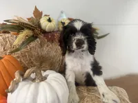 AKC Monica, a female Cocker Spaniel for sale in Athens, WI – 3 of 10