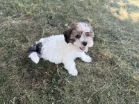 Fiona, a female Yorkshire Terrier for sale in Athens, WI – 5 of 10