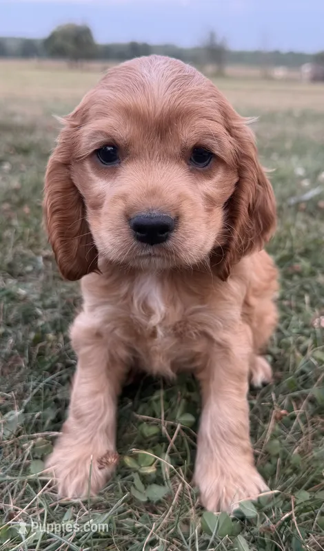 Harry Jr – Cocker Spaniel puppy for sale in Athens, WI