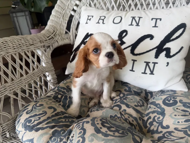 AKC Dorn – Cavalier King Charles Spaniel puppy for sale in Athens, WI