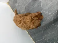 Rob, a female Cavapoo for sale in Athens, WI – 7 of 10