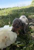 Hattie, a female Miniature Dachshund for sale in Athens, WI – 3 of 10