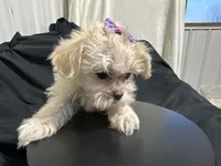 Marcia, a female Shihpoo for sale in Athens, WI – Photo 2 of 10